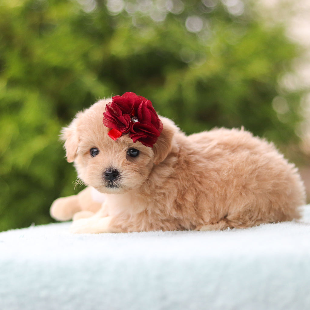 Didi - Available 10/8