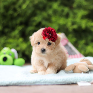 Didi - Available 10/8
