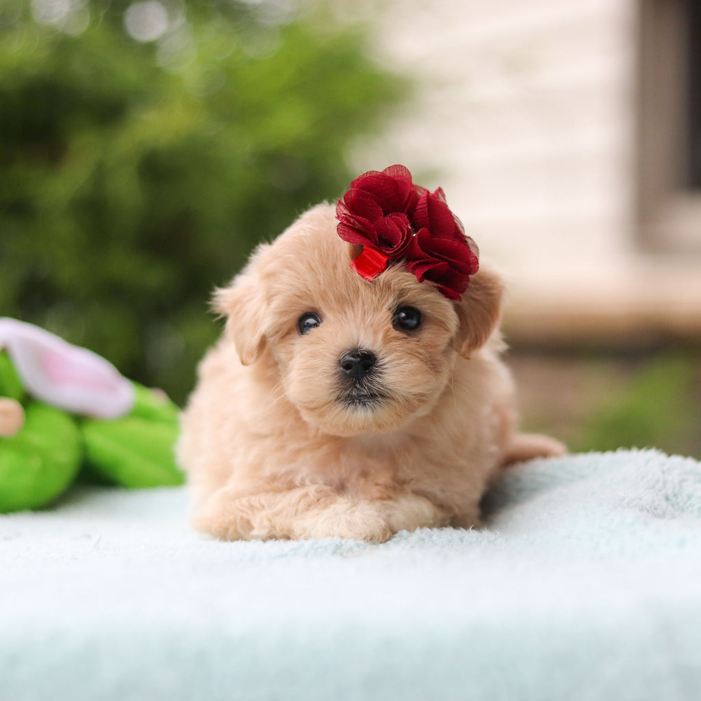Didi - Available 10/8