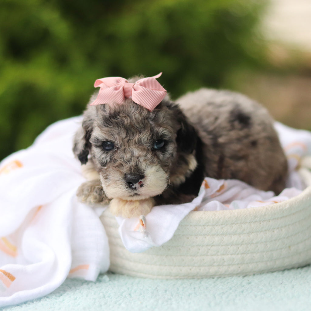 Jodie - Available 10/29