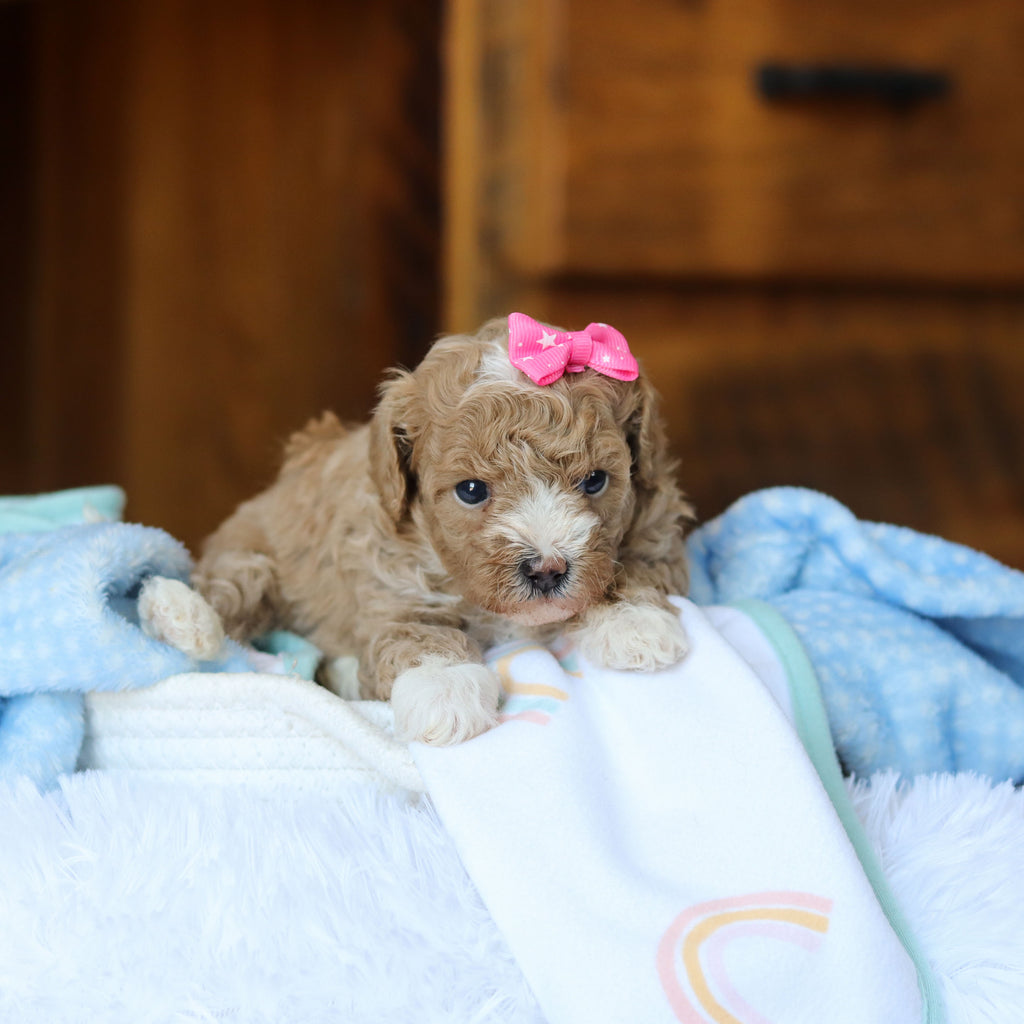Toffee - Available 6/25