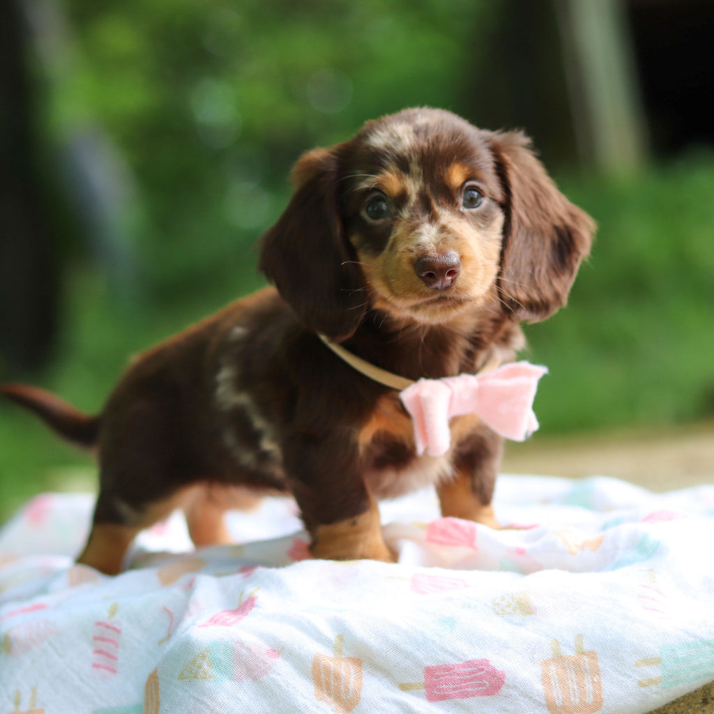 Darla - Available 6/5