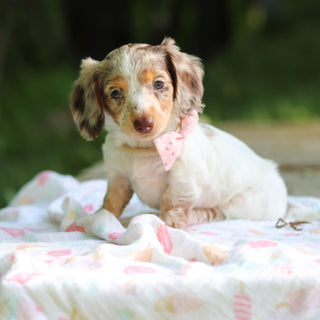 Didi - Available 6/5