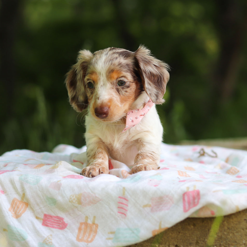 Didi - Available 6/5