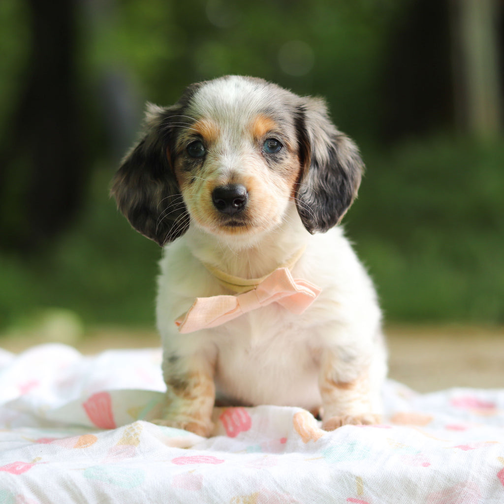 Dulce - Available 6/4