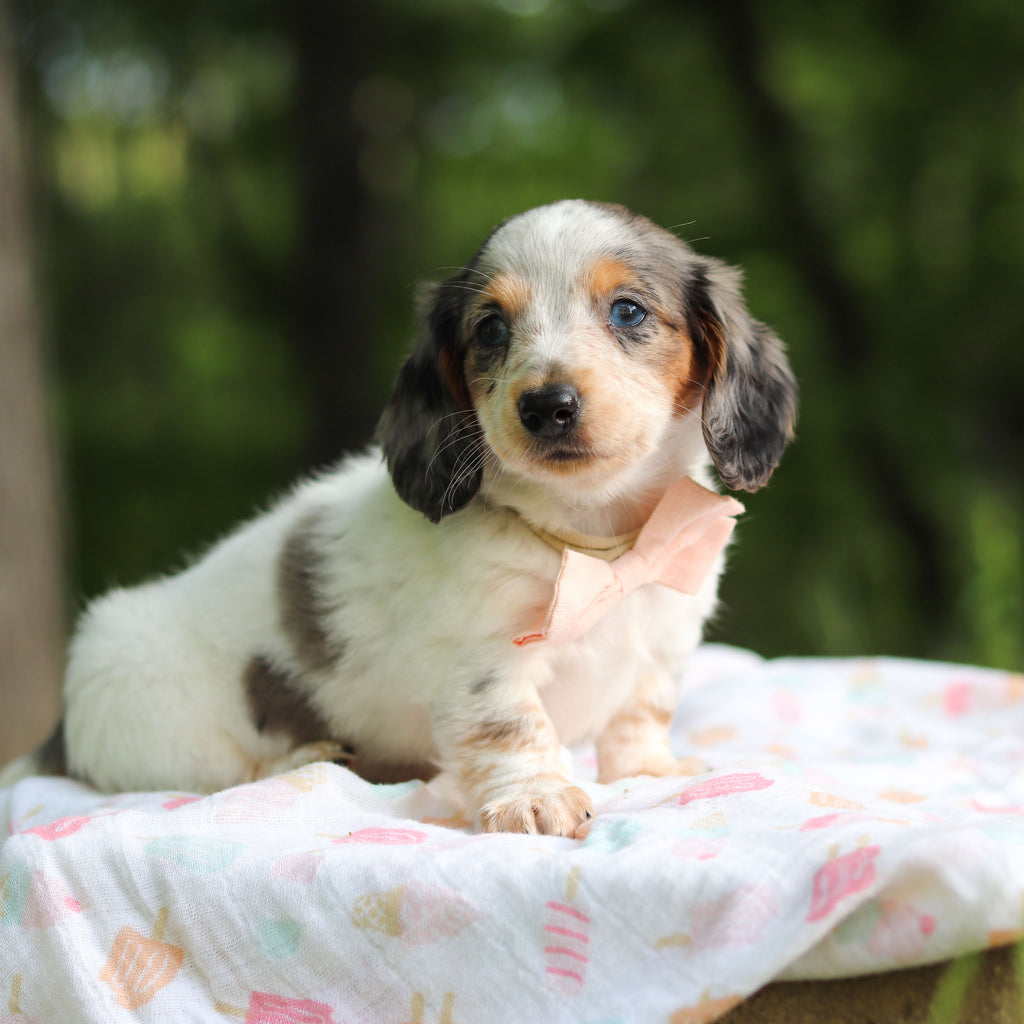 Dulce - Available 6/4