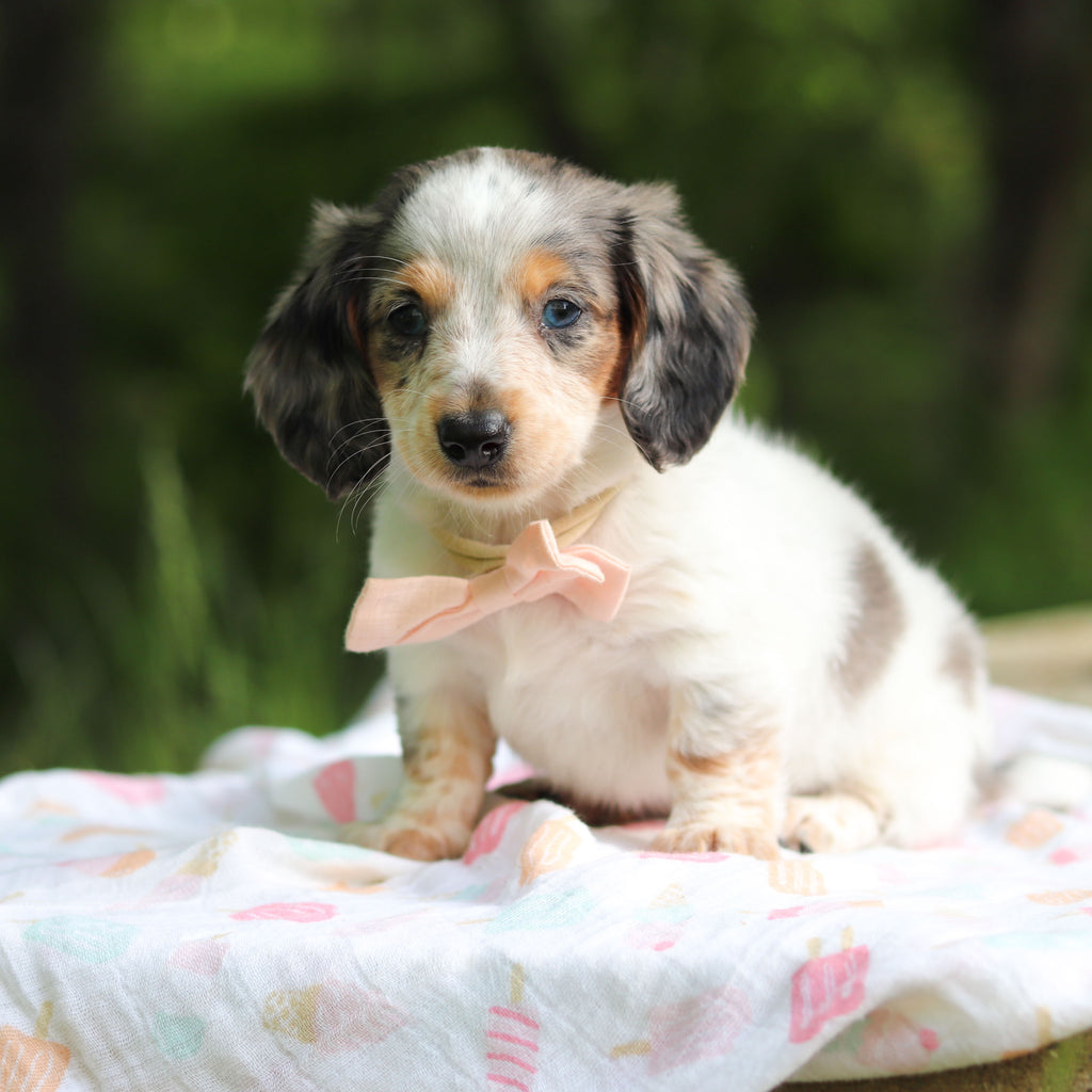 Dulce - Available 6/4