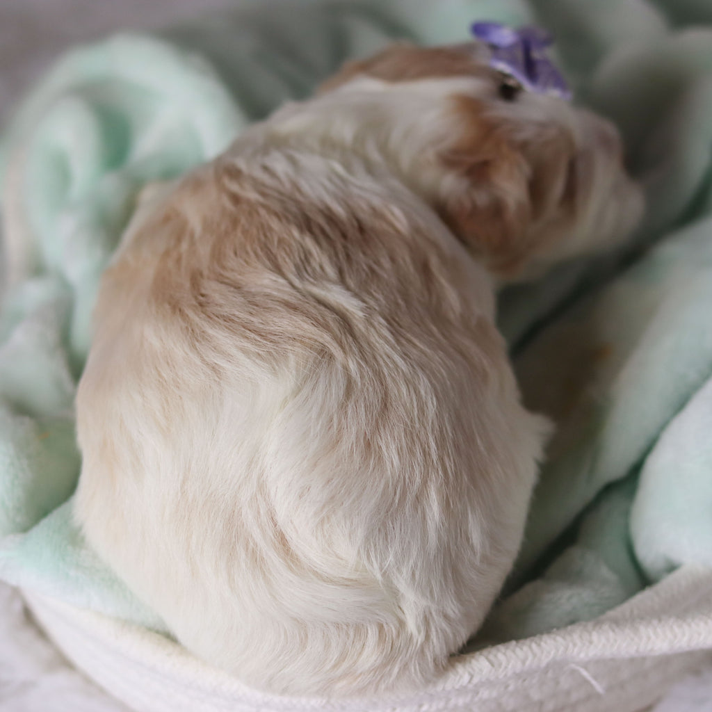 Rosemary - Available 3/26