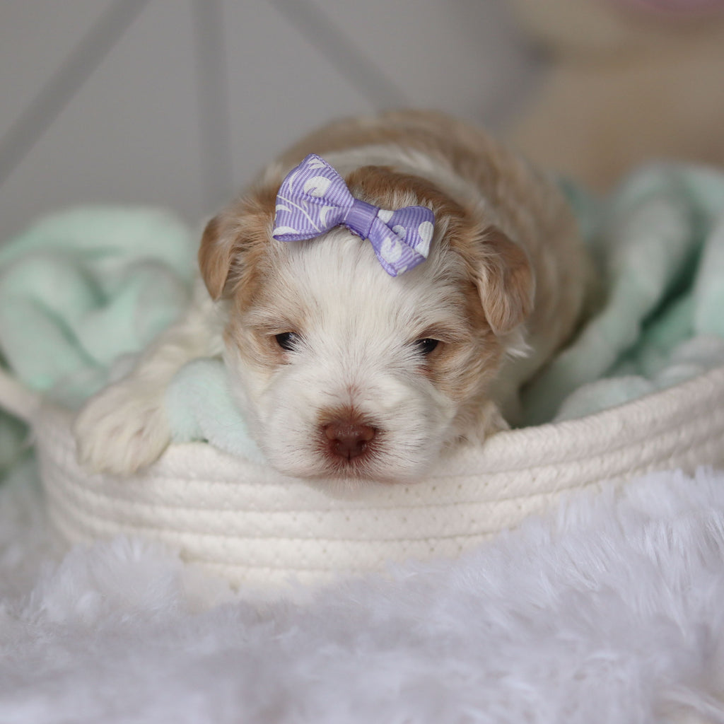 Rosemary - Available 3/26