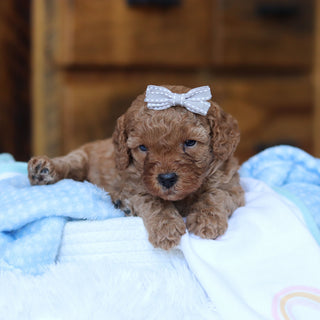 Tawny - Available 6/25