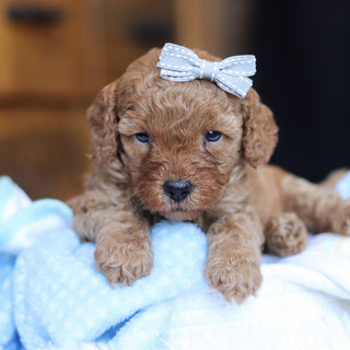 Tawny - Available 6/25