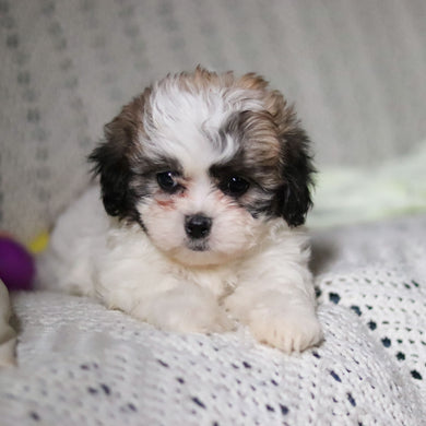 Tahlia - Available 4/9