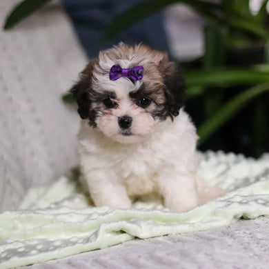 Tahlia - Available 4/9