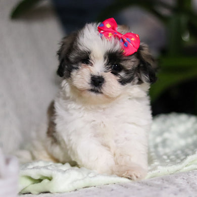 Tilly - Available 4/9