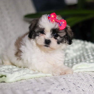 Tilly - Available 4/9