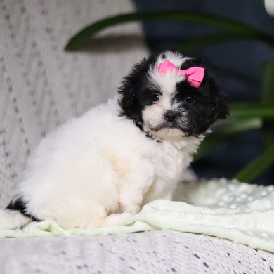 Tallulah - Available 4/9