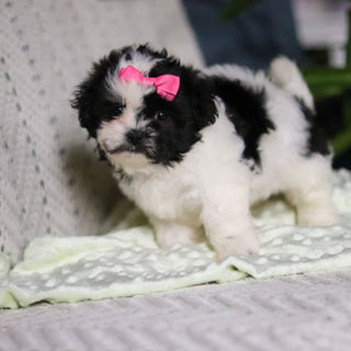 Tallulah - Available Now
