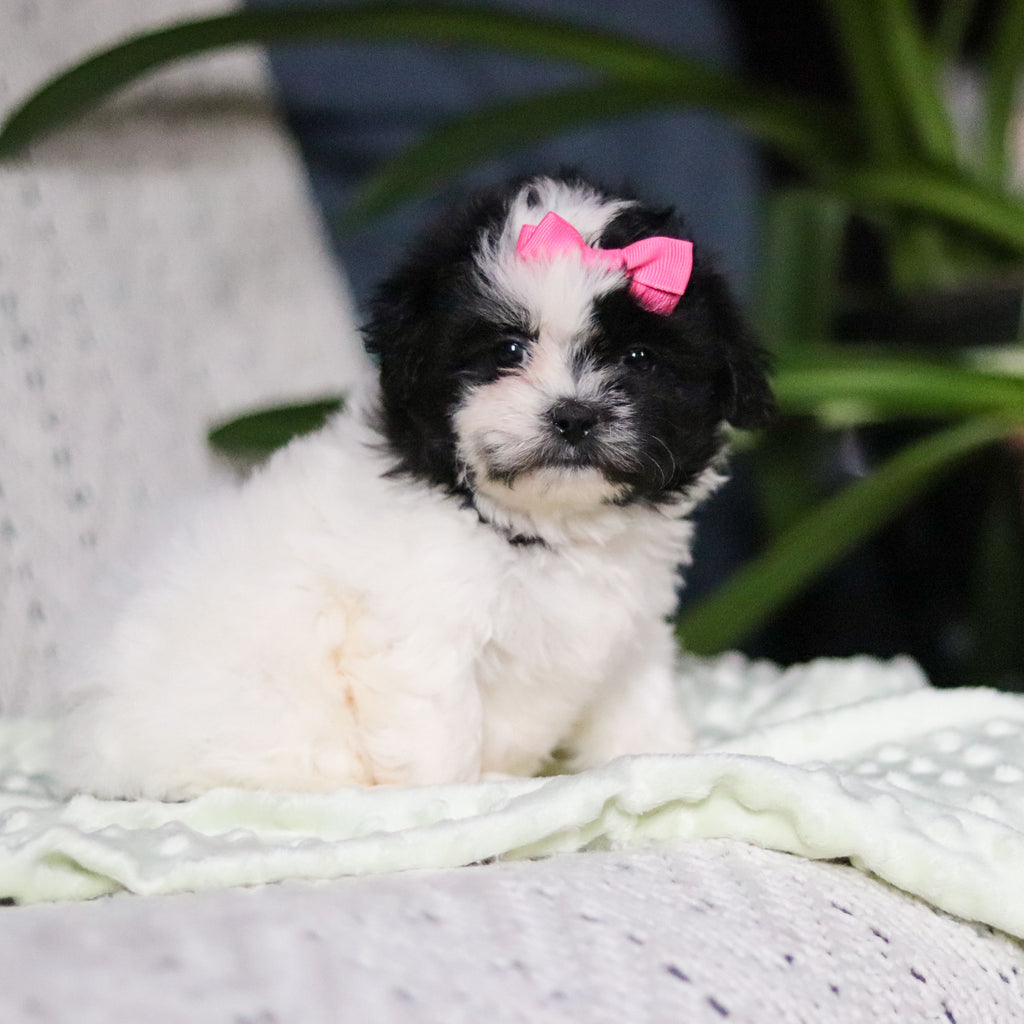 Tallulah - Available Now