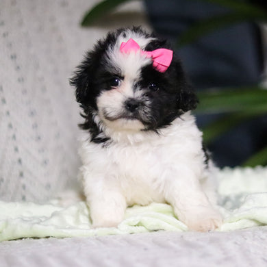 Tallulah - Available 4/9