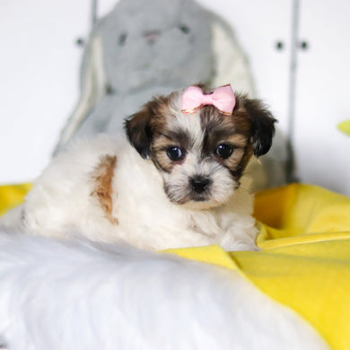 Rhoda - Available 4/23