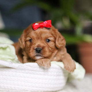 Maddie - Available 4/30