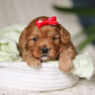 Maddie - Available 4/30