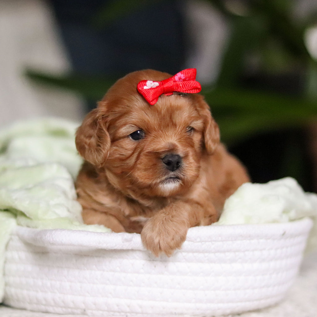 Maddie - Available 4/30