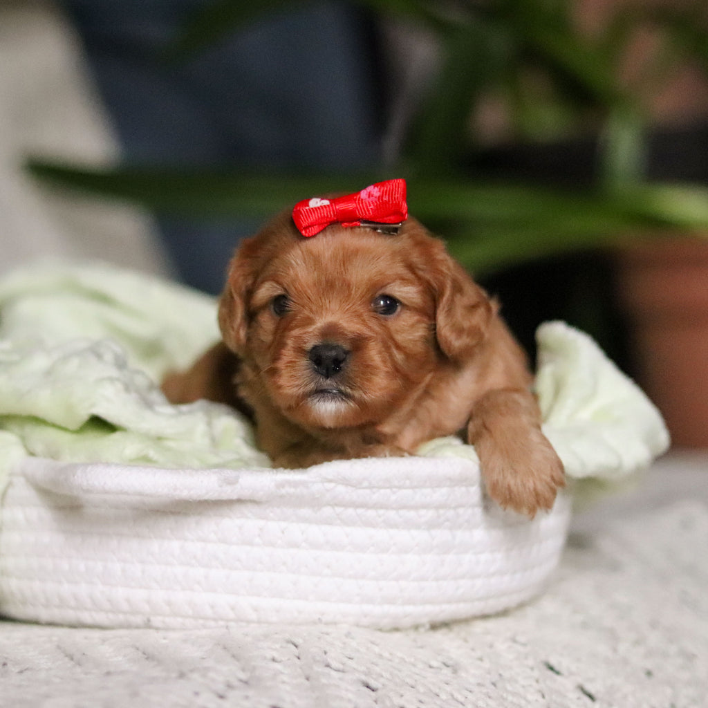 Maddie - Available Now