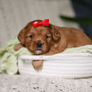 Maddie - Available Now