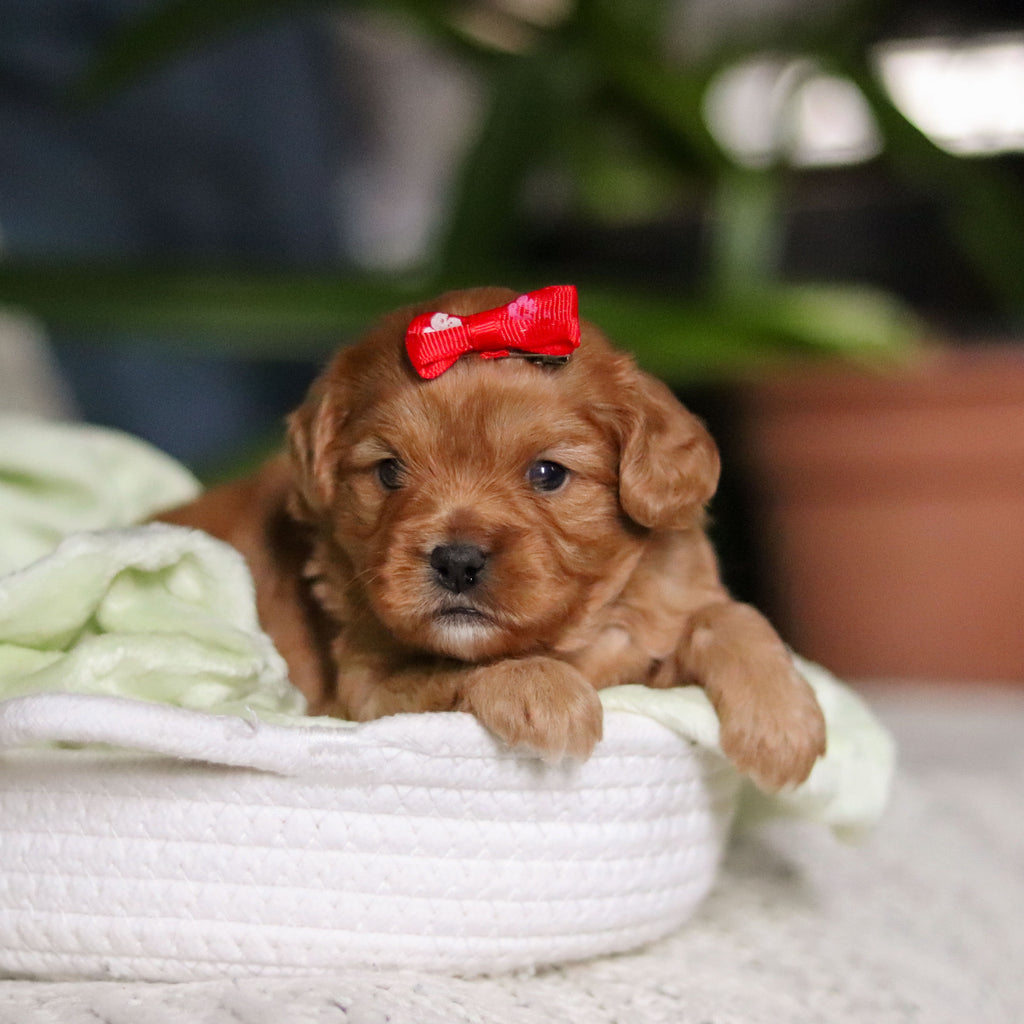 Maddie - Available 4/30