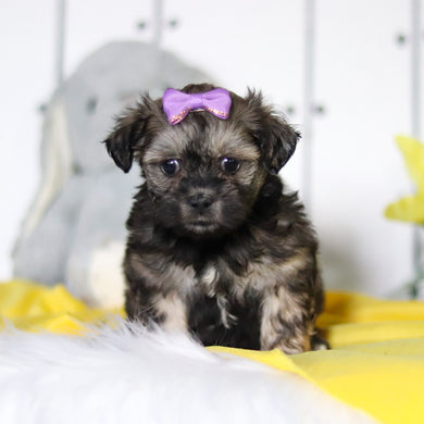 Ruby - Available 4/23