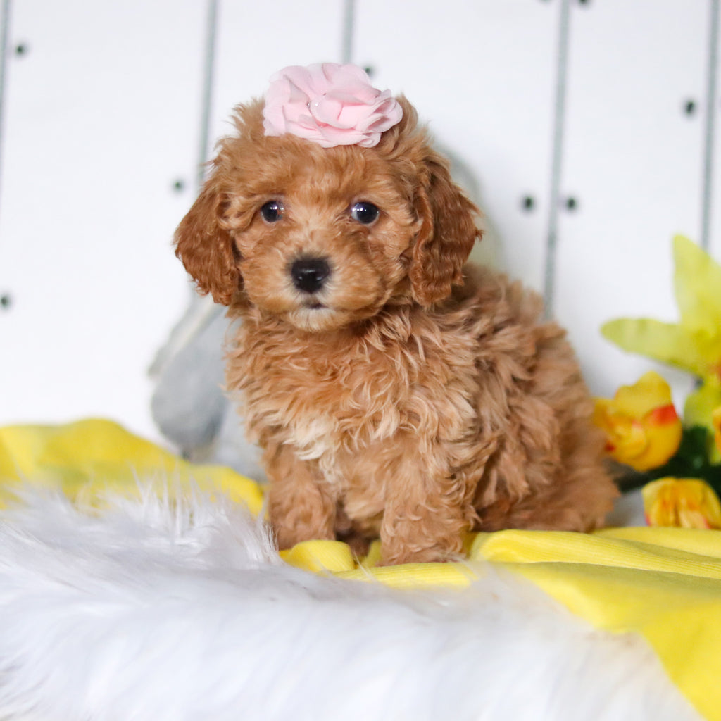 Meadow - Available 4/23