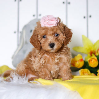 Meadow - Available 4/23