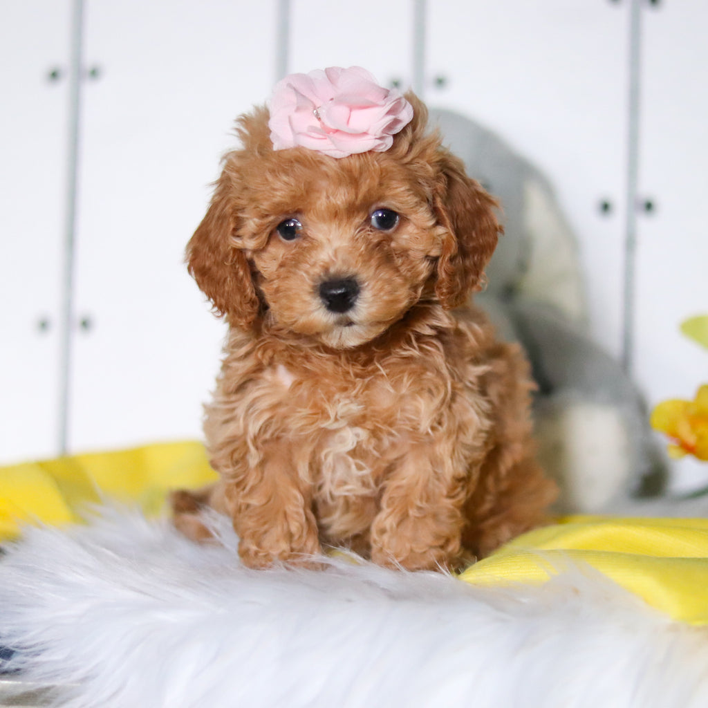 Meadow - Available 4/23