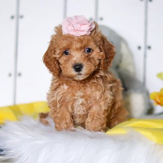 Meadow - Available 4/23