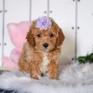 Sunny - Available 4/23