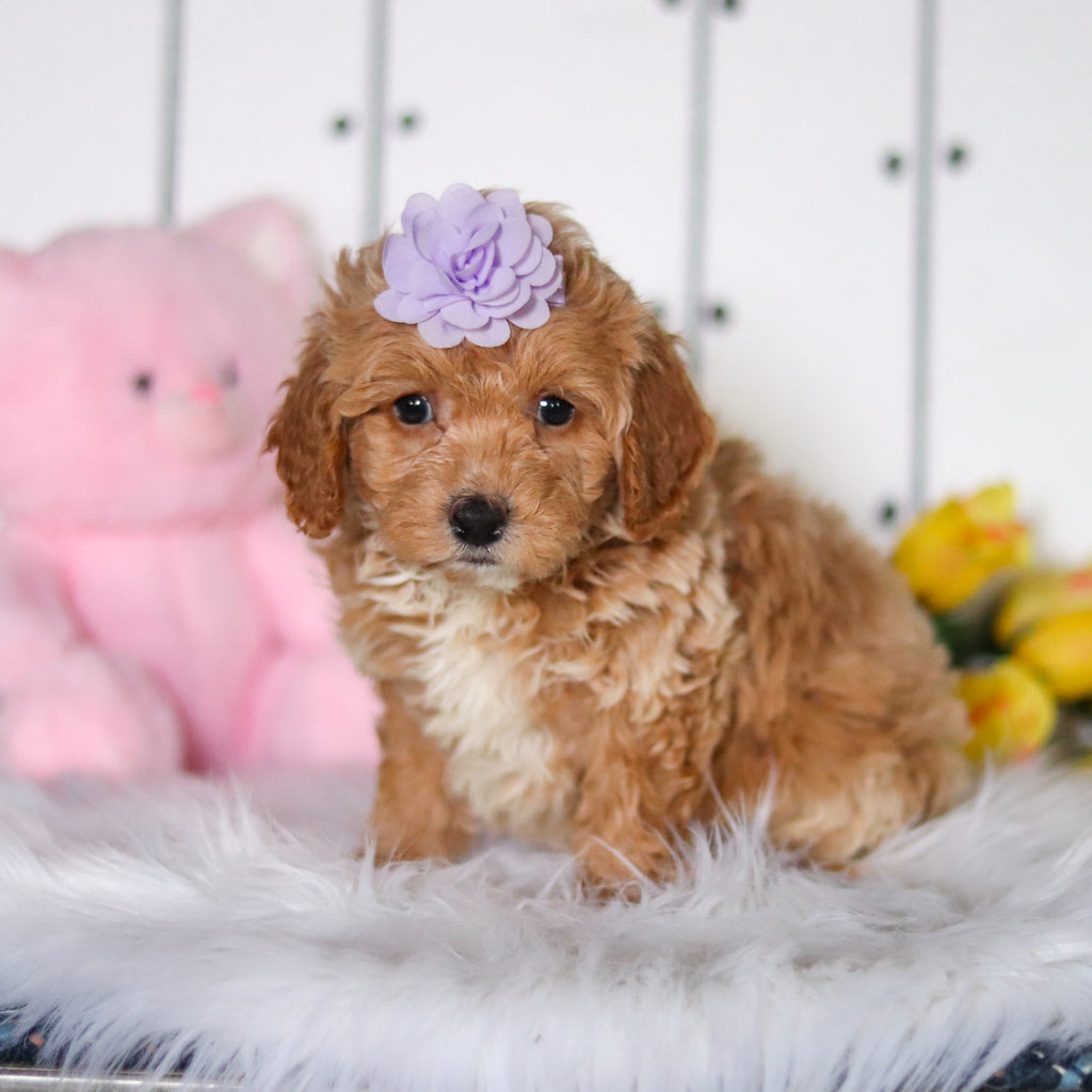 Sunny - Available 4/23