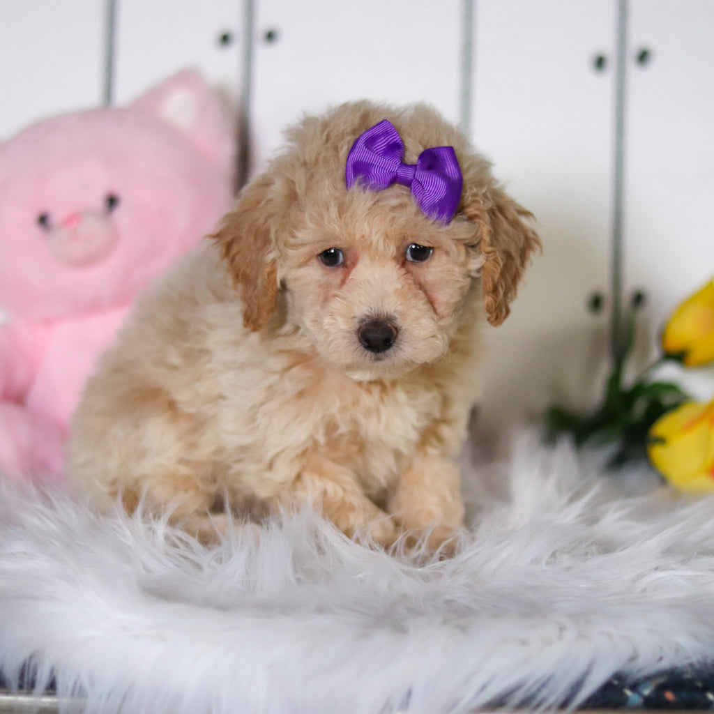 Tulip - Available 4/23