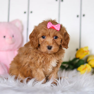 Flora - Available 4/23