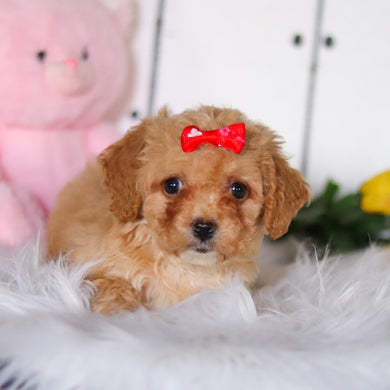 Rosie - Available 4/23