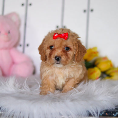 Rosie - Available 4/23