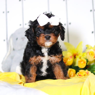 Harper - Available 4/23