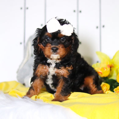 Harper - Available 4/23