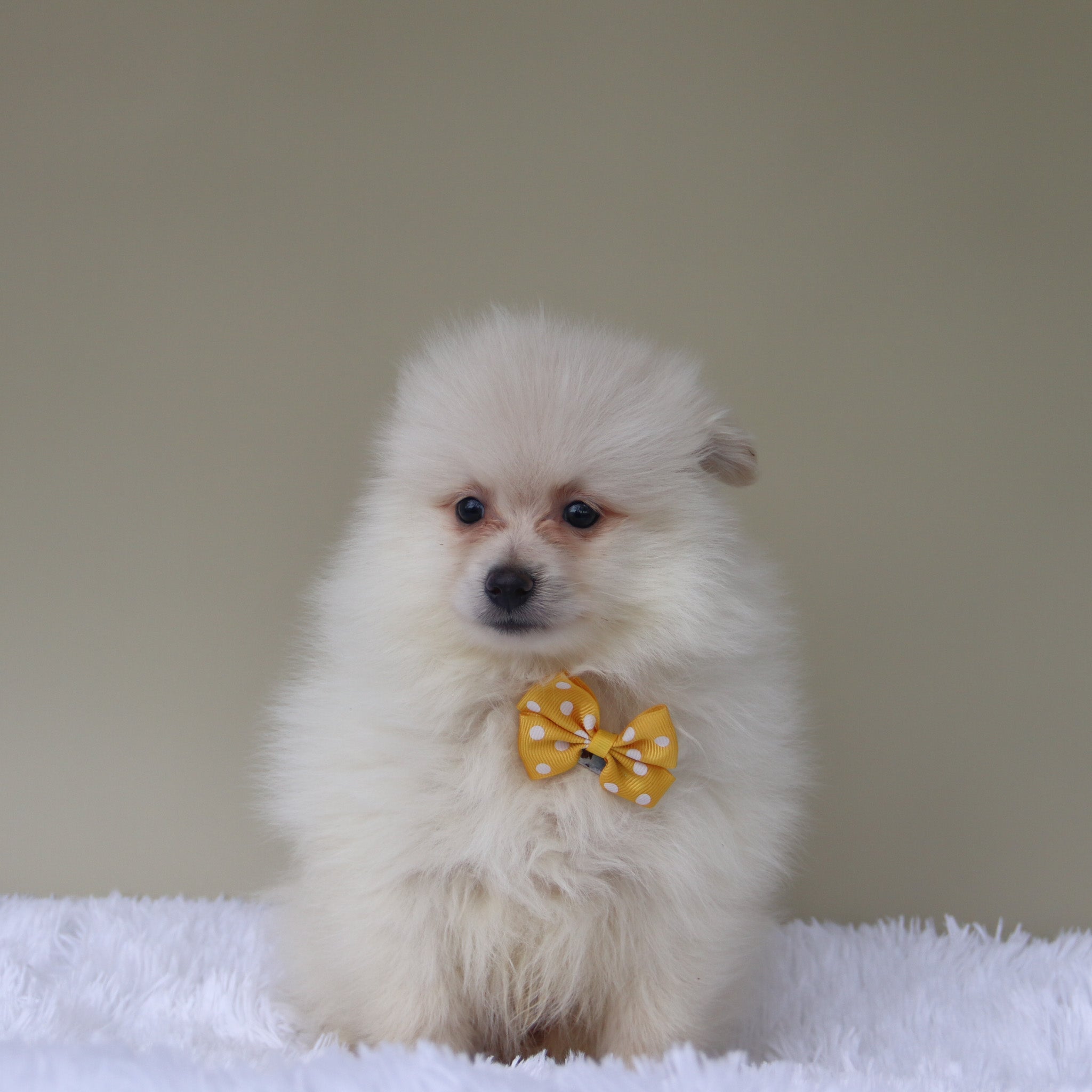 adorable toy sized family dogs