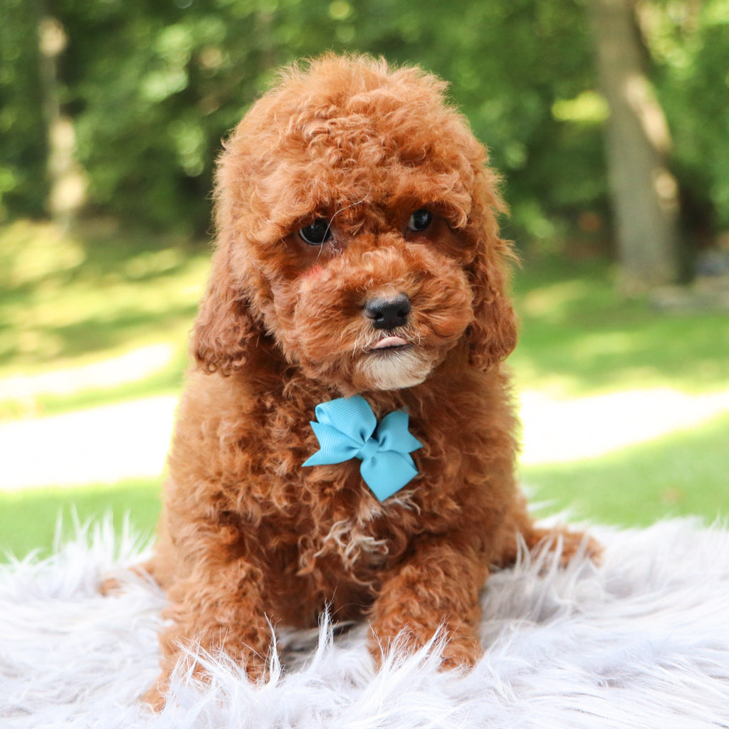 Bentley