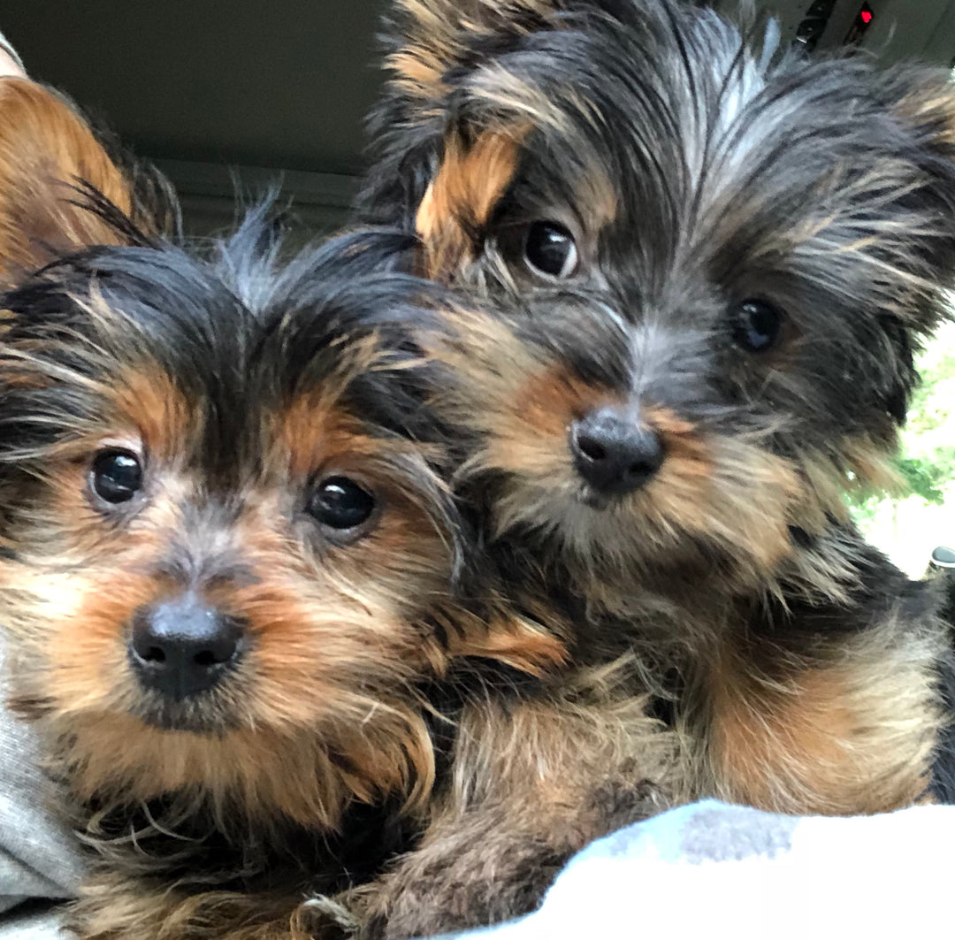 teacup toy yorkie puppies