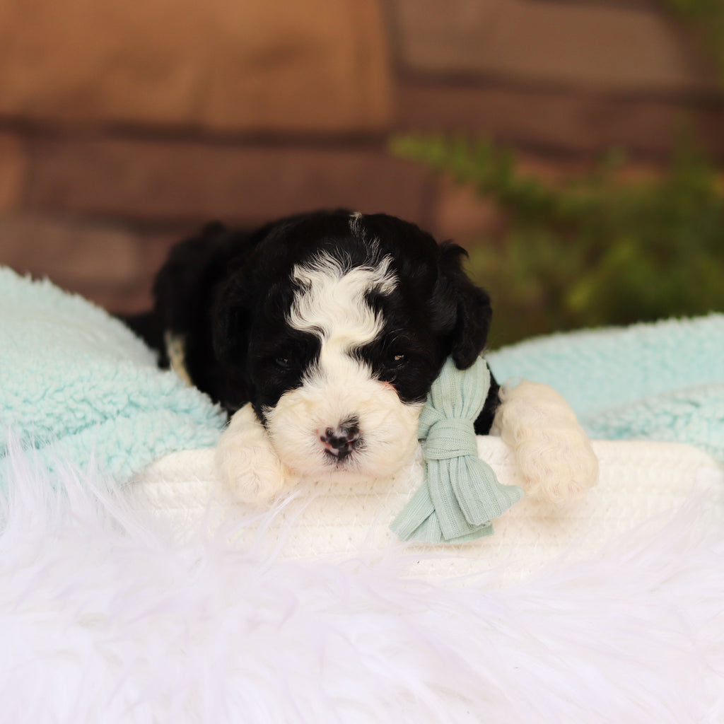 Scout