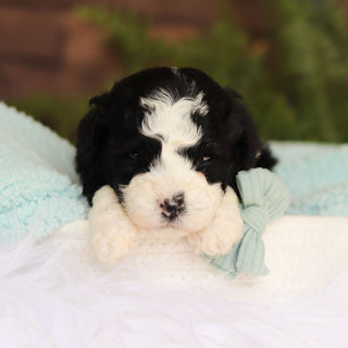 Scout