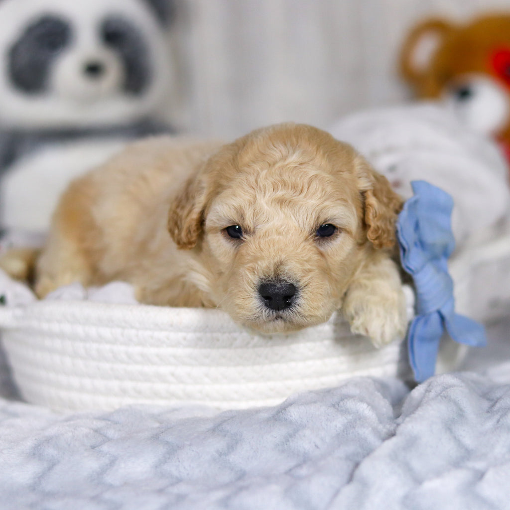 Leonardo - Available 4/2