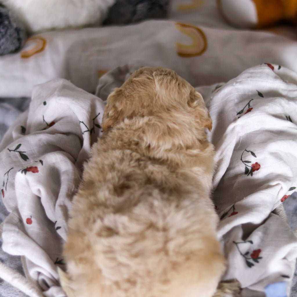 Leonardo - Available 4/2